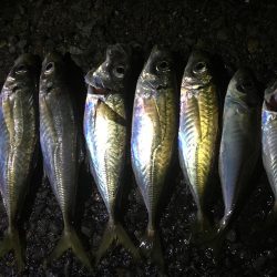 夕マヅメにジグサビキ